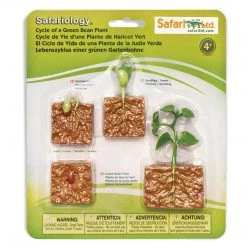 Life Cycle Of A Green Bean Plant Figures Safari Ltd History And Science Toys