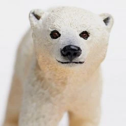 Land Mammals Polar Bear Cub Sea Life Safari Ltd