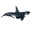 Killer Whale Sea Life Safari Ltd