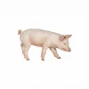 Land Mammals Papo Male Piglet Animal Figure 51137 1 Land Mammals Papo Male Piglet Animal Figure 51137